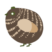 A bark and beige chicken with a bar pattern