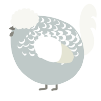 A silver and white chicken with a half-lace pattern