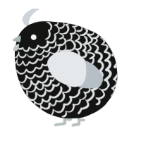 A black and mist chicken with a lace pattern