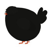 A black chicken