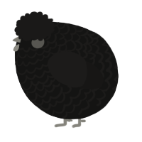 A black and sable chicken with a lace pattern