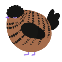 A brown and black chicken with a bar pattern