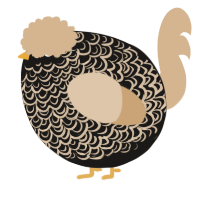 A sable and beige chicken with a double-lace pattern
