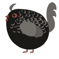 A sable and grey chicken with a half-lace pattern