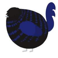 A sable and navy chicken with a bar pattern