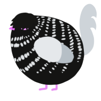 A black and mist chicken with a bar pattern