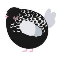 A sable and mist chicken with a half-lace pattern