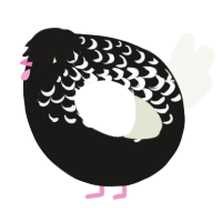 A sable and white chicken with a half-lace pattern