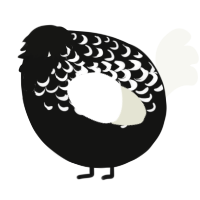 A black and white chicken with a half-lace pattern