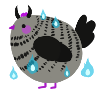 A ash and black chicken with a bar pattern