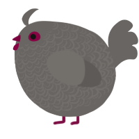 A grey chicken with a double-lace pattern