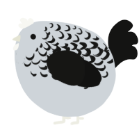A mist and black chicken with a half-lace pattern