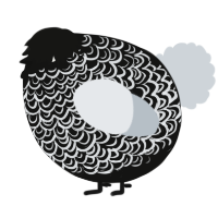 A black and mist chicken with a double-lace pattern