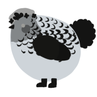 A mist and black chicken with a half-lace pattern
