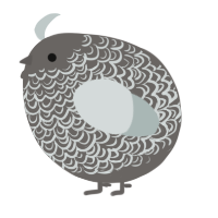 A grey and silver chicken with a double-lace pattern