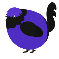 A indigo and black chicken with a head pattern