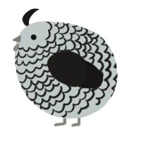 A silver and sable chicken with a lace pattern