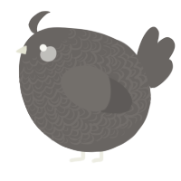 A grey chicken with a double-lace pattern