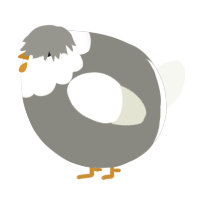 A ash and white chicken with a head pattern
