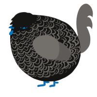 A black and grey chicken with a double-lace pattern