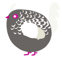 A grey and white chicken with a half-lace pattern