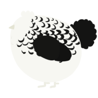 A white and black chicken with a half-lace pattern