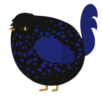 A black and navy chicken with a speckle pattern