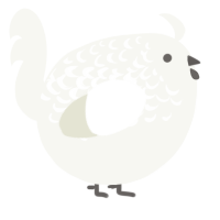 A white chicken with a half-lace pattern