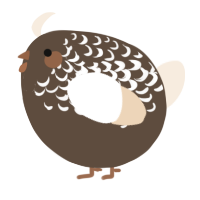 A bark and cream chicken with a half-lace pattern