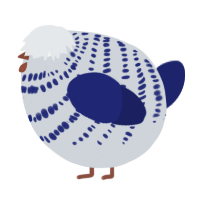 A mist and navy chicken with a bar pattern