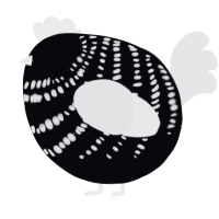 A white and sable chicken with a bar pattern