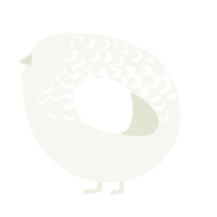 A white chicken with a half-lace pattern