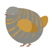 A ash and gold chicken with a bar pattern