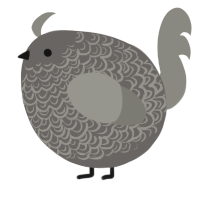 A grey and ash chicken with a double-lace pattern