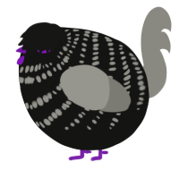 A black and ash chicken with a bar pattern