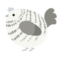 A white and ash chicken with a bar pattern