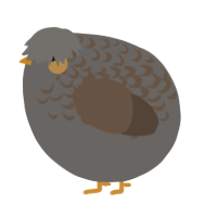 A grey and bark chicken with a half-lace pattern