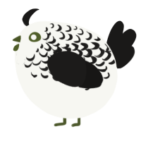 A white and sable chicken with a half-lace pattern