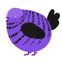 A blurple and sable chicken with a bar pattern