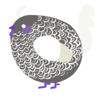 A grey and white chicken with a double-lace pattern