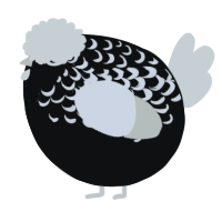 A black and white chicken with a half-lace pattern