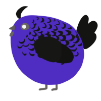 A indigo and black chicken with a half-lace pattern