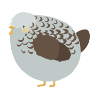 A silver and bark chicken with a half-lace pattern