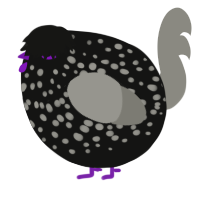 A black and ash chicken with a speckle pattern