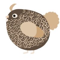 A bark and beige chicken with a double-lace pattern