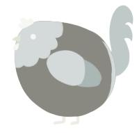 A ash and silver chicken with a head pattern