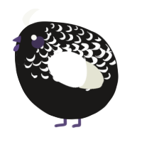 A sable and white chicken with a half-lace pattern