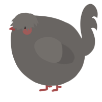 A grey chicken