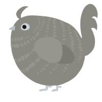 A ash chicken with a bar pattern