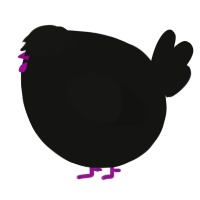 A black chicken